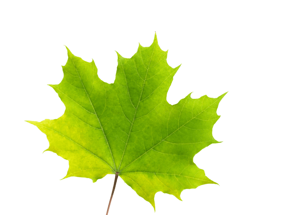 The-Environmental-Law-Network-ELN-Leaf